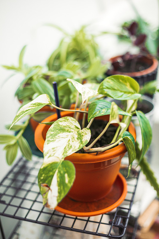 shinzjaabpmch's tweet photo. Keep your pothos thriving! Water only when the top 2 inches of soil feel dry, and give it bright indirect light. No overwatering = happy, lush vines! https://t.co/VtrDbnX2Zb