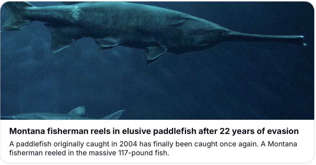 LyleLewis__Real's tweet photo. This fish survived 22 years after being tagged. Its lineage survived the rise and fall of the dinosaurs. Today, after the extinction of the Chinese paddlefish, the American paddlefish is the last surviving member of its ancient family. https://t.co/ONzI555VlF