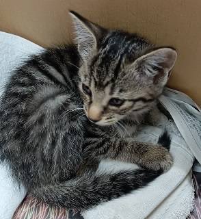 felix_anima_'s tweet photo. 現在、長野県諏訪保健所では子猫ちゃんを保護しています。保護場所は長野県岡谷市今井付近で首輪をしていました。生後1.5〜2ヶ月くらいの女の子で人馴れしています。お心あたりのある方は長野県諏訪保健所までご連絡をお願いします。早くお家に帰れます様に🍀
https://t.co/MFlhC6RDLS https://t.co/LuY3WOCyNT