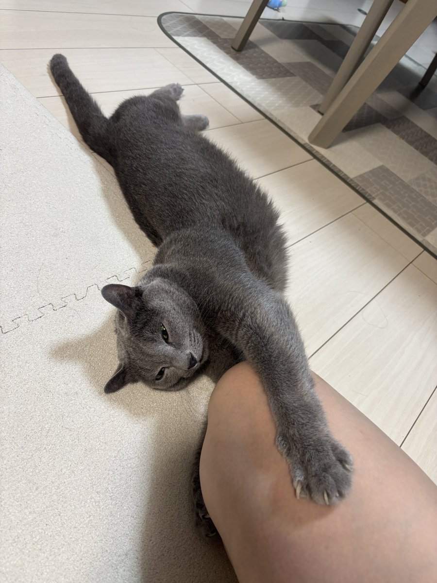 missta_haiiro's tweet photo. 普段皮膚なんか見えないからスリスリさせてもらったら怒られた。

#ロシアンブルー
#猫好きさんと繋がりたい
#ねこ好きさんと繋がりたい
#猫のいる暮らし https://t.co/0pXFENIpm3