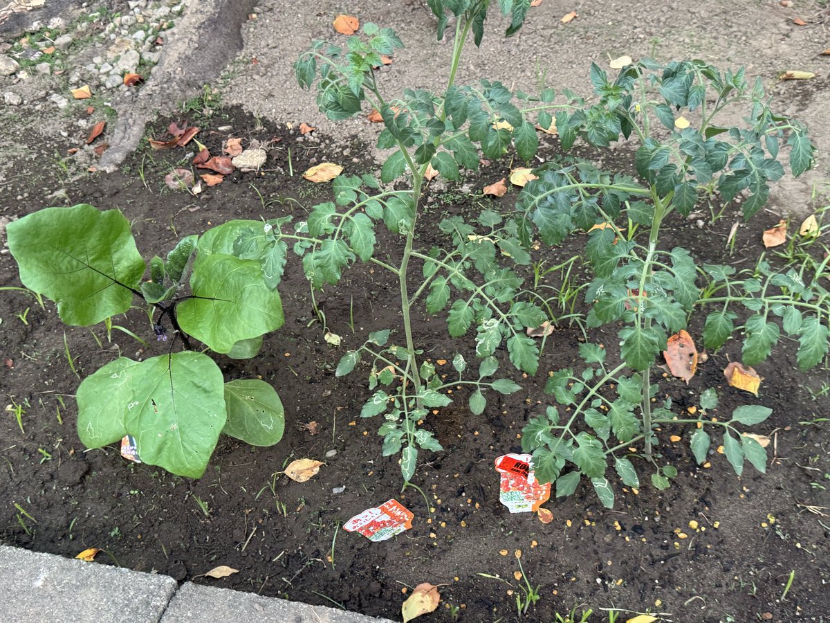 punchuber's tweet photo. 今日のぷんちょこファーム🧑‍🌾🐭🍆🍅

この後、雑草を抜きまちた❣️

#家庭菜園
#秋茄子
#トマト
#空芯菜 https://t.co/t5I71LNgKK