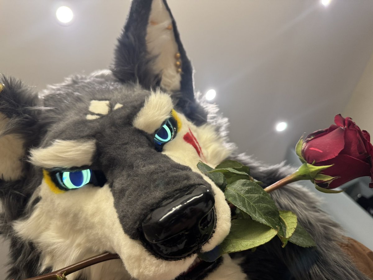 FederWoof's tweet photo. 七夕情人节当然是要给🐺送🌹
#fursuit #furry #兽装 https://t.co/3e7OS5c7qb