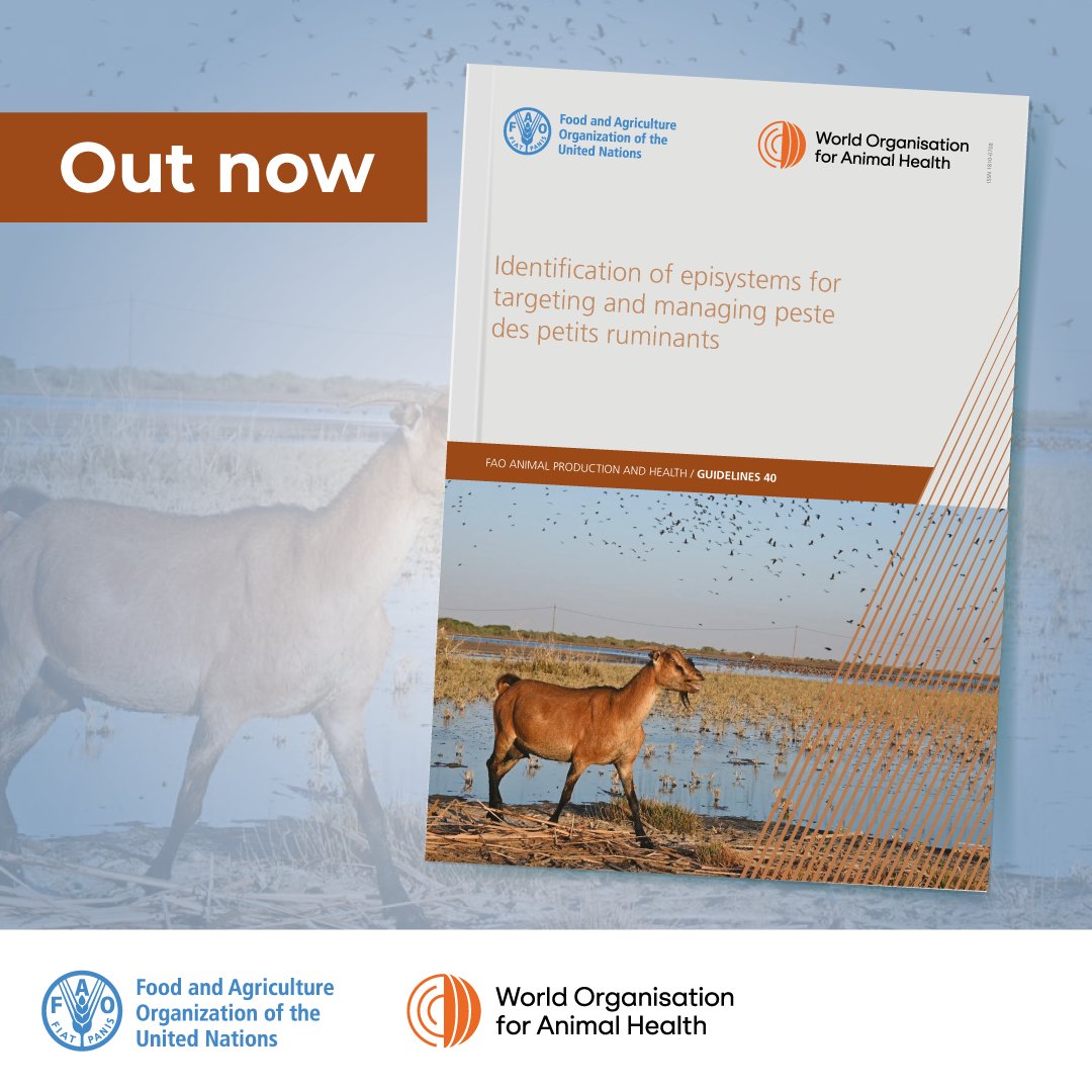 FAOLivestock's tweet photo. ๐๐ New guidance from @FAO & @WOAH!
Identifying "episystems" โ interconnected sheep & goat populations that sustain #PestedesPetitsRuminants transmission โ can help target surveillance and vaccination where they matter most. ๐๐ฏ
๐ https://t.co/TxrrzTRMxb
#AnimalHealth https://t.co/6nMseUsN4z