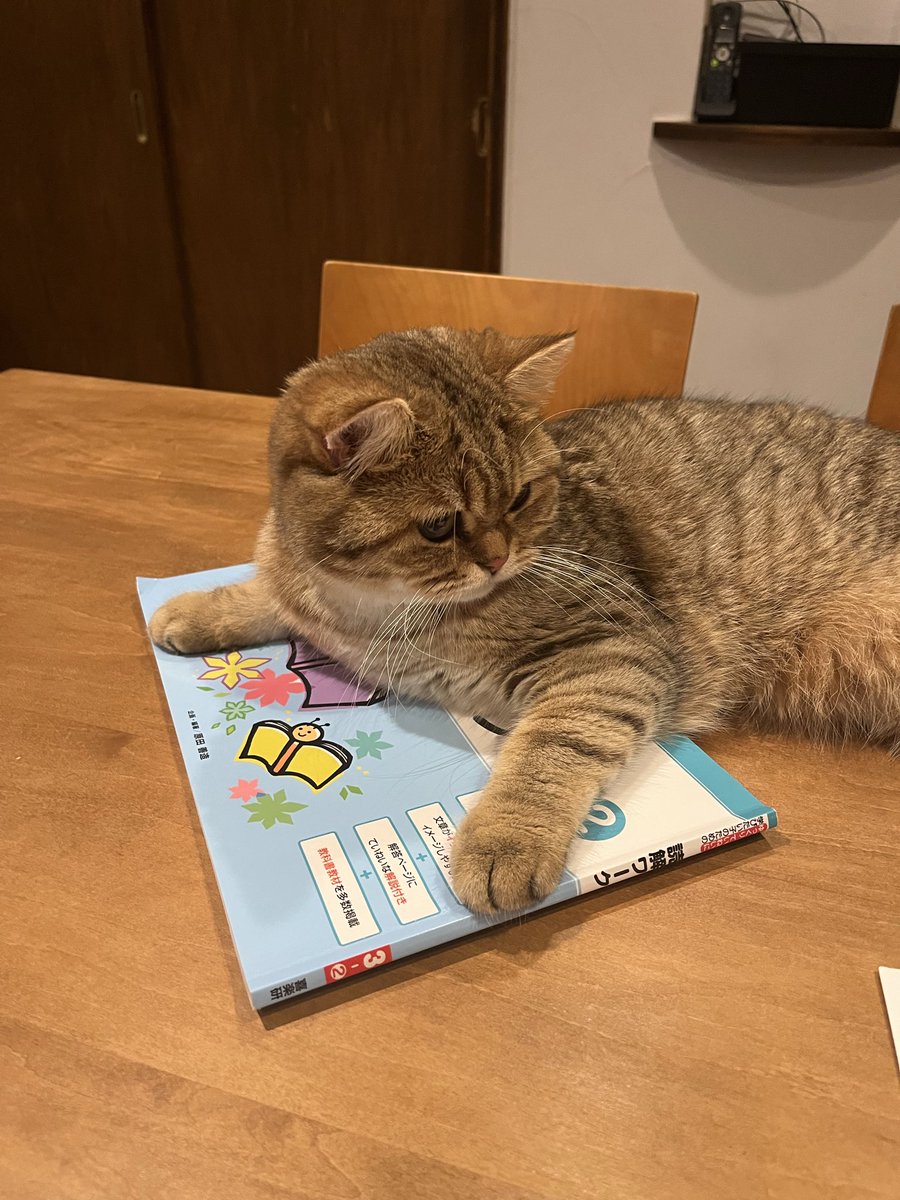 caddis46's tweet photo. 1歳の誕生日🎂
チュール？！一気なめσ(^_^;

#ブリティッシュショートヘアー #ネコ #ねこ #cat https://t.co/N6PKQ9de7J