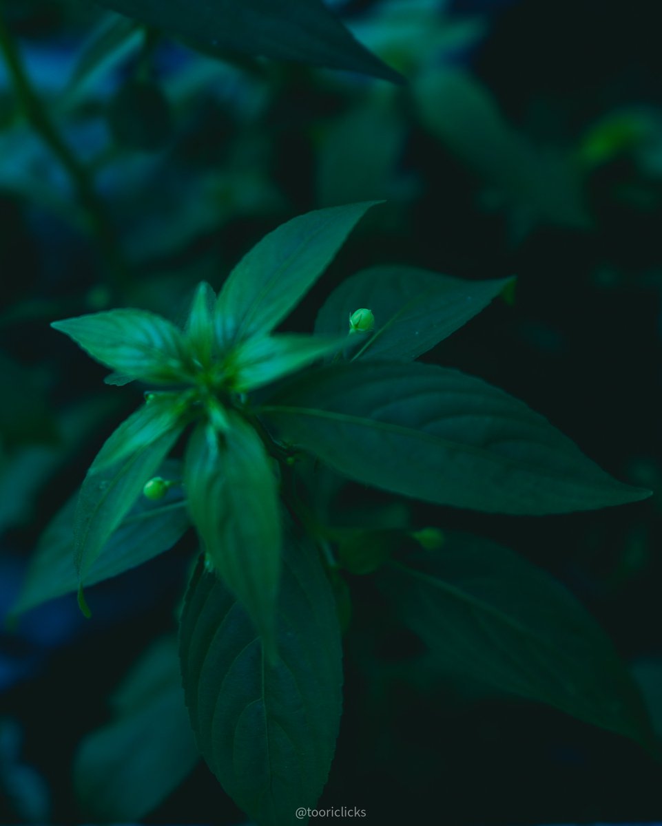 tooriclicks's tweet photo. Nature photography 
.
.
#XMP #PhotoEditor #PhotoRetouch #ColorGrading #Cinematic https://t.co/drwtovlho4