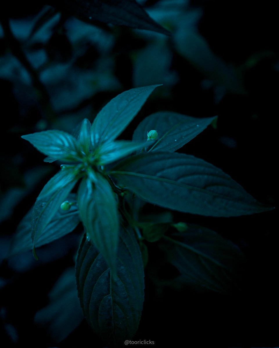 tooriclicks's tweet photo. Nature photography 
.
.
#XMP #PhotoEditor #PhotoRetouch #ColorGrading #Cinematic https://t.co/drwtovlho4