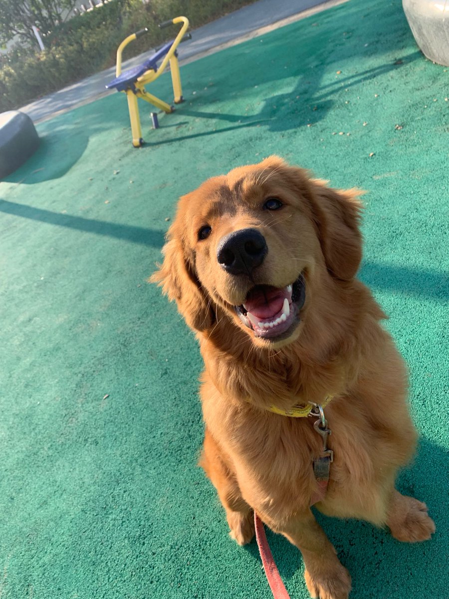 youngreitwdts's tweet photo. "My tiny pup now weighs 10kg, mastered 'sit' and 'shake paw' last week  Every small growth win feels like a huge victory for us! #PetGrowth #PuppyLove"， https://t.co/SgkXUuAlfj