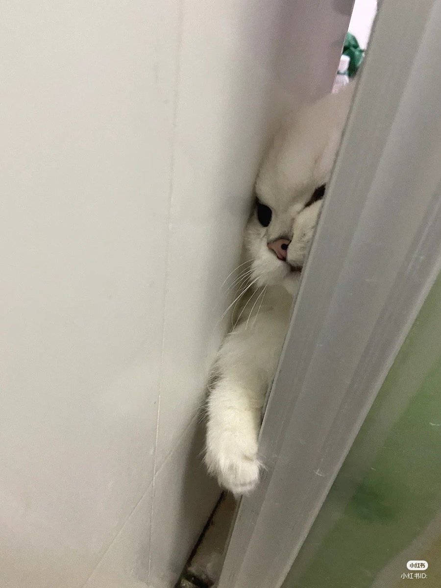 nocontextscats's tweet photo. Let me in!!! https://t.co/nVolLKlnMR