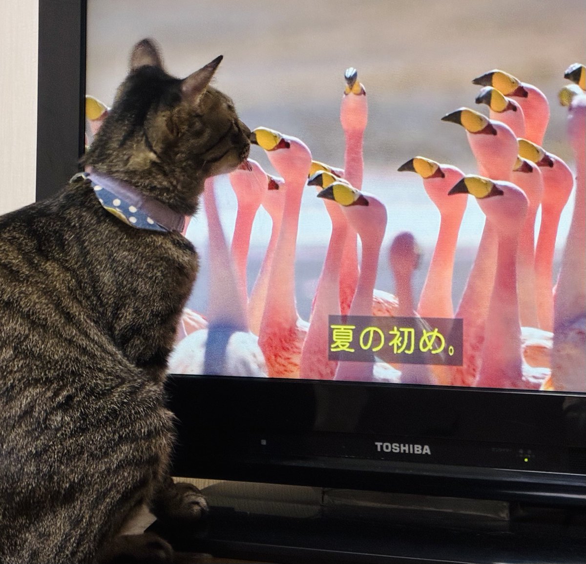 nagomiforest's tweet photo. すずちゃん
その鳥はたぶん捕まえられないんじゃないかな🤔 https://t.co/C9uLVgzCqc