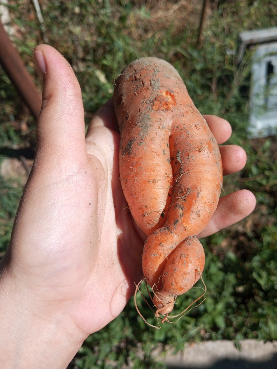 SimpleSlavGirl's tweet photo. My farmer friends gave my horse carrots that weren't going to sell because of their appearance. Look at this unusual braid I got!
#farm #farmlife #simplelife https://t.co/3vjsxqpaT1