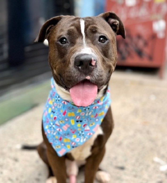 MorgFairsdogs's tweet photo. Bearstein 256919
Relisted TBK 8/20
2nd time on kill list
#NYCACC #AdoptMe 
He is a cute 3 yr old
Dog reactive in care
Walks very well on leash 
Needs all adult home 
Save Bearstein!
https://t.co/S59JRvmNX5
#Pledge4Rescue #foster #adopt https://t.co/3ql1JPdaq3