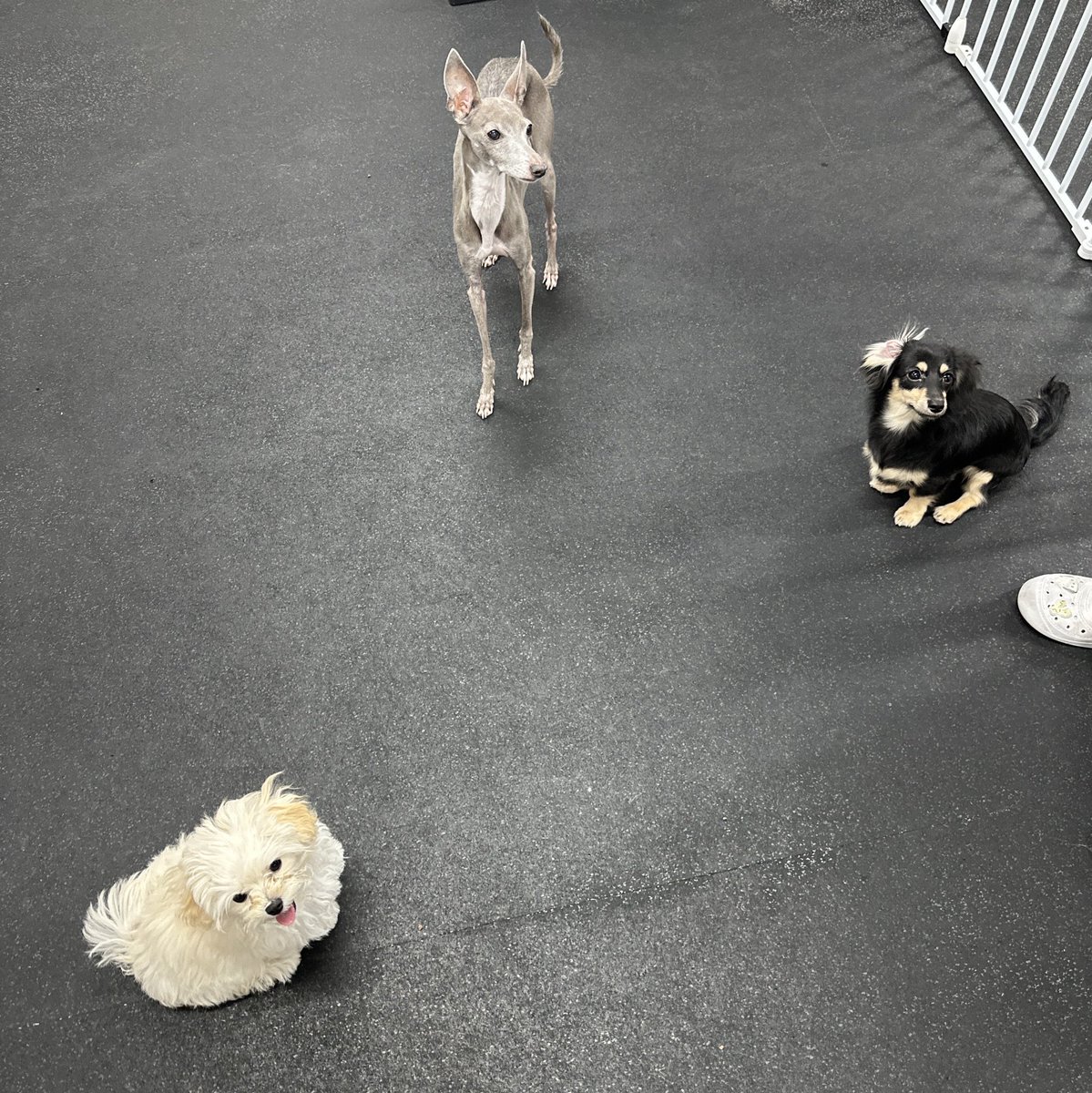 aespapic's tweet photo. COOPER, PPONYO AND SEVEN FINALLY MET UP 😭😭😭 https://t.co/8gzFnApPJp