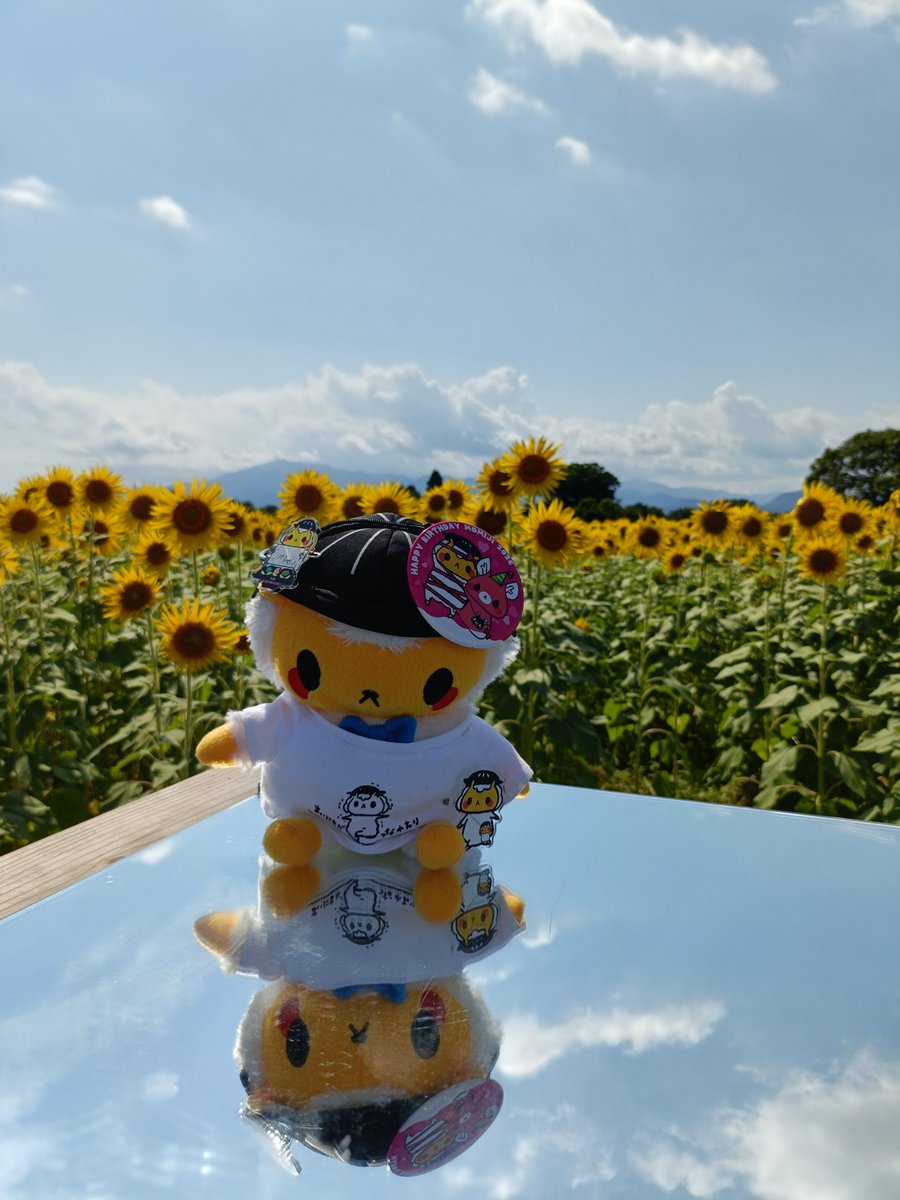 emi_sawa82's tweet photo. ぬい皆連れて座間のひまわり畑🌻へ。素晴らしかった。
行けて良かったです。
#羊飼いしゃん
#ジンギスカンのジンくん、ギスくん、カンくん
#またぎのもみじちゃん、ろくちゃん https://t.co/K9R7VW8t2D