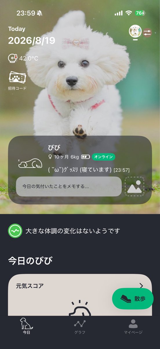 bichon_vivy927's tweet photo. うちの犬の「あー忙しい忙しい」記録も見てください https://t.co/aVdNCq1ek1