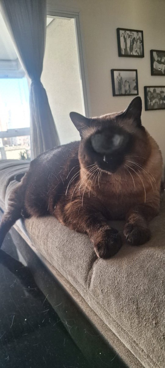makecatsbetter's tweet photo. https://t.co/ljsB9tyDVV