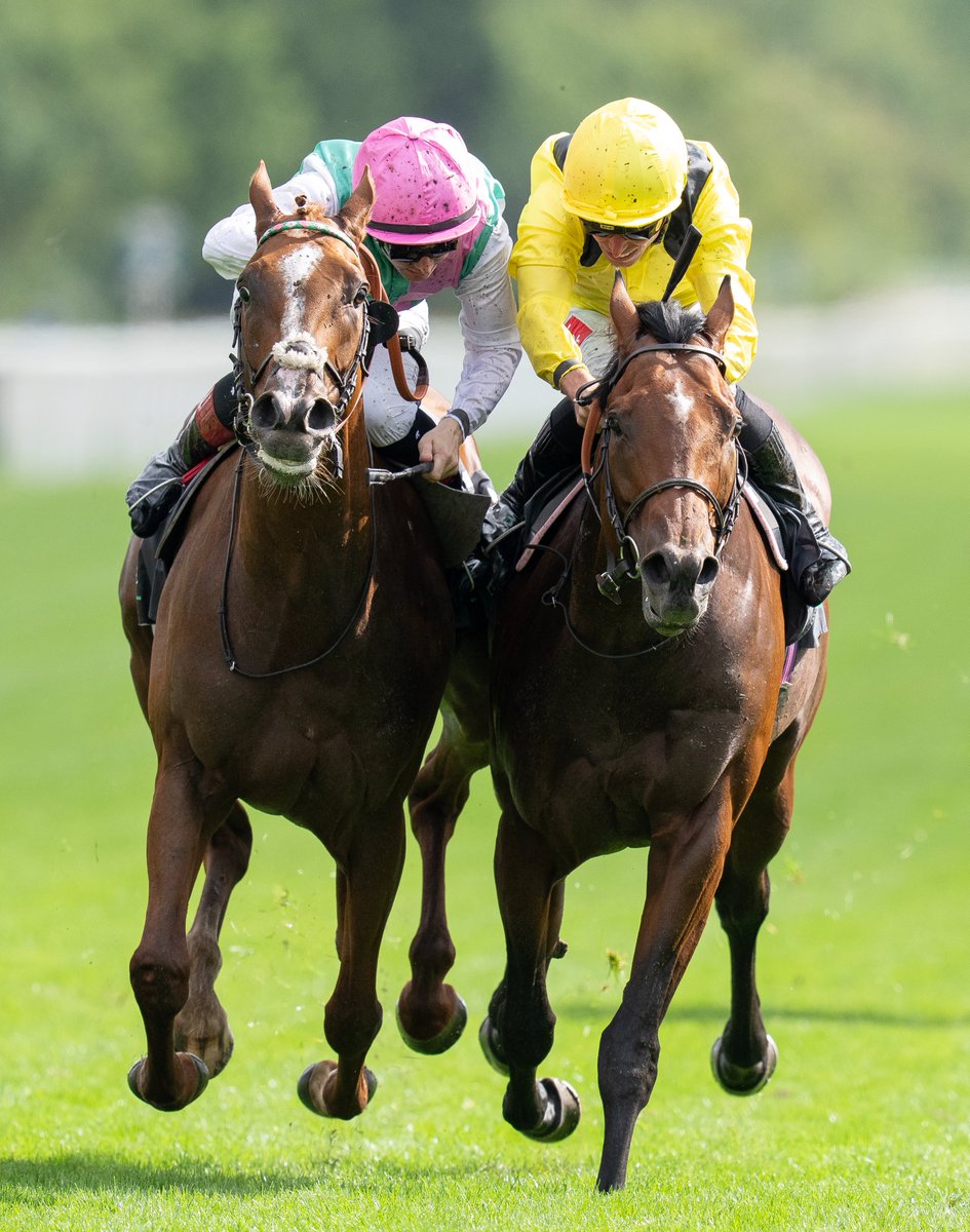 RacingPost's tweet photo. WHAT.
A.
FINISH. https://t.co/Z7UiGI3OFV