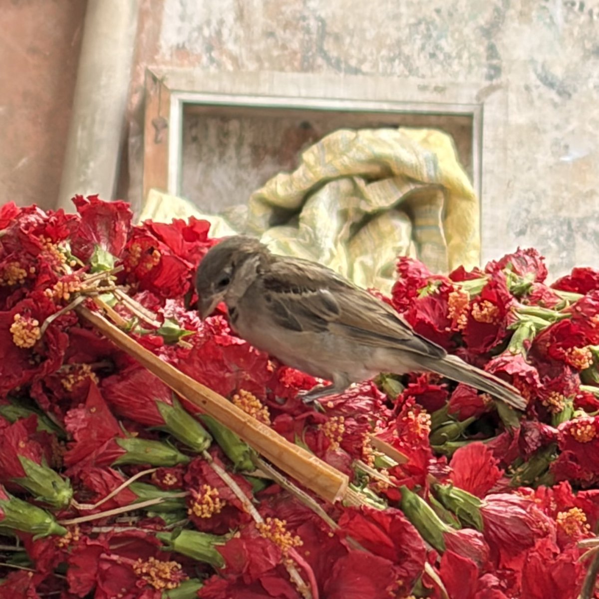 SubhenduN tweet picture