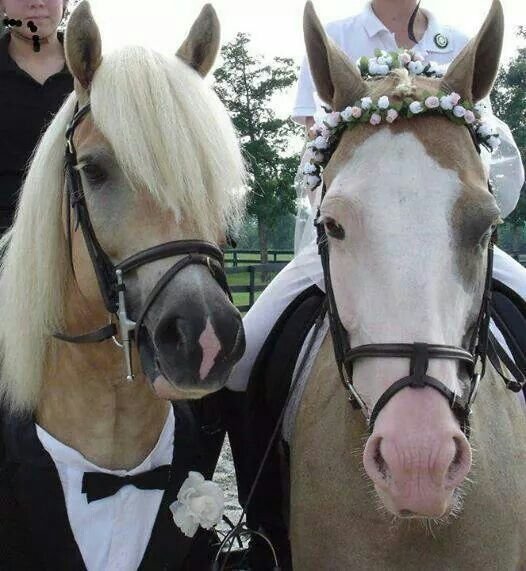 horsetwting's tweet photo. holy matripony https://t.co/u5AfKYbICe