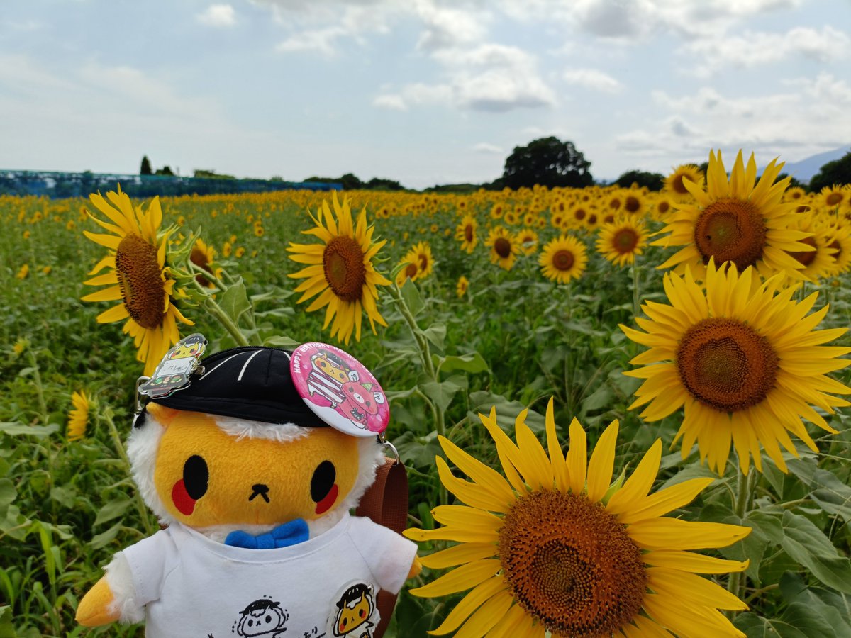 emi_sawa82's tweet photo. ずっといたら暑くてくたくた。
かき氷🍧で生き返ったの。
#羊飼いしゃん
#ジンギスカンのジンくん https://t.co/BKt8FtyX2N