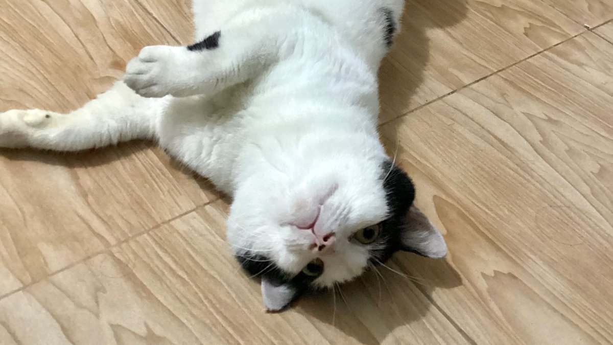 marmaladesando's tweet photo. Kucing hasil manifestasi wkwk 👏 https://t.co/c73yEa2Bz6