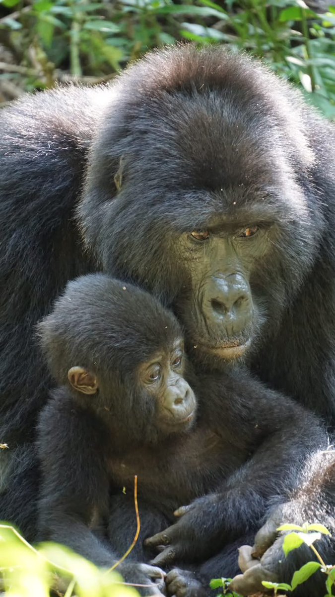 MutabaziJames6's tweet photo. Have you trekked gorillas in Bwindi or Mgahinga? 🦍🌿 Share your experience!
At @bespokesafarisu , we craft customized gorilla safari experiences tailored to you. 🇺🇬✨ #gorillatrekking #bwindi #mgahinga #visituganda #bespokesafaris https://t.co/IOp36L8wZu