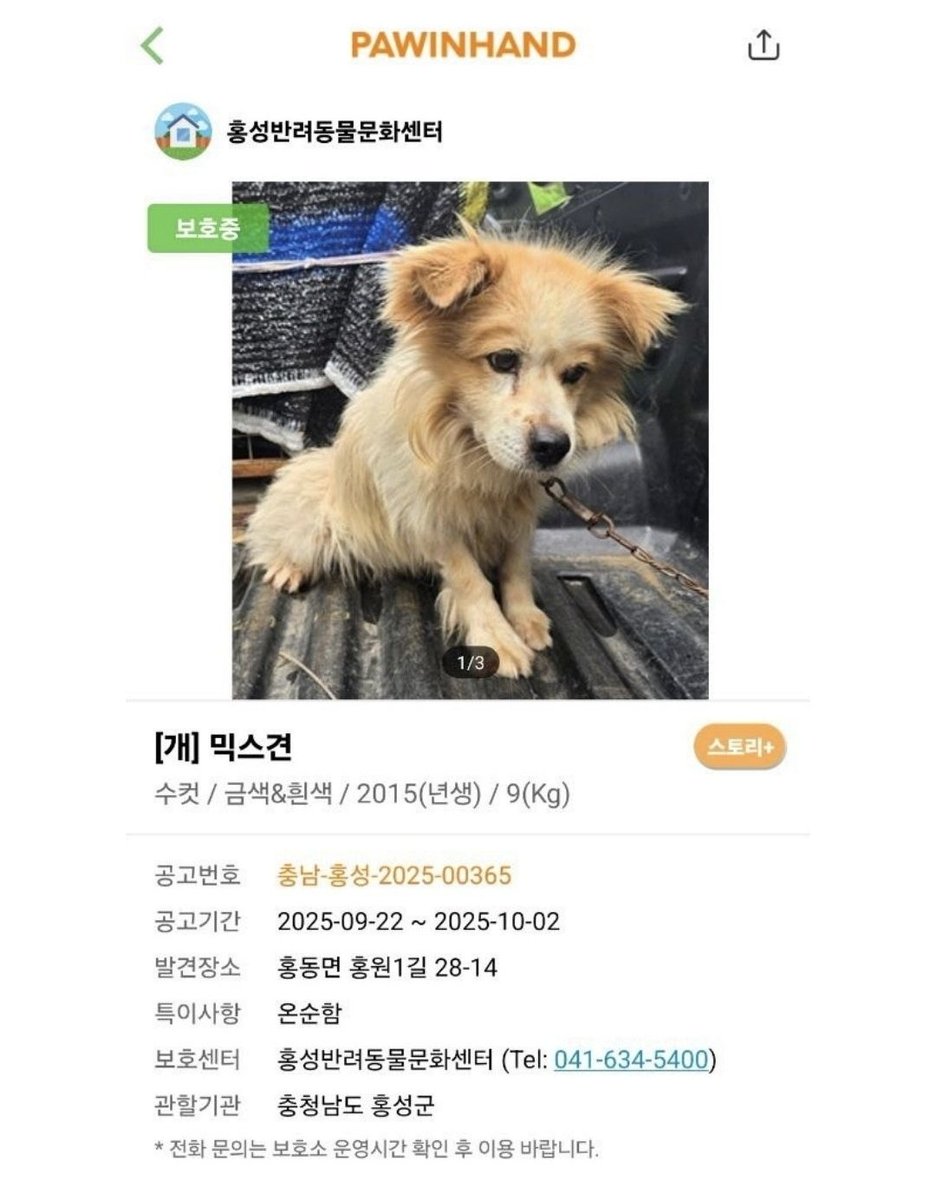 nomore_fence's tweet photo. [제게 남은 날을 함께 해주세요. 사계🧡]

사계는 겁이 많지만 천천히 마음을 내주는 따뜻한 친구예요. 조심히 다가가면 이내 손길을 받아들이고 교감하는 모습을 보여줘요.

서투른 것이 많은 강아지가 가족을 기다리고 있어요. 사계의 남은 견생을 보호소에서 보내지 않도록 부디 손을 내밀어주세요. https://t.co/wMgznHzXqD