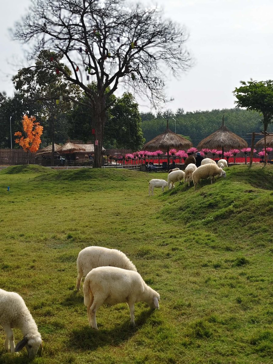 Daianhaa02's tweet photo. อยากอวดตอนไปเที่ยวชอบมาก🐑🌱🍃
เพื่อนมีรูปวิวสวยๆมาอวดกันมั้ยยย✨🙌🏻 https://t.co/tPK1gNbawp