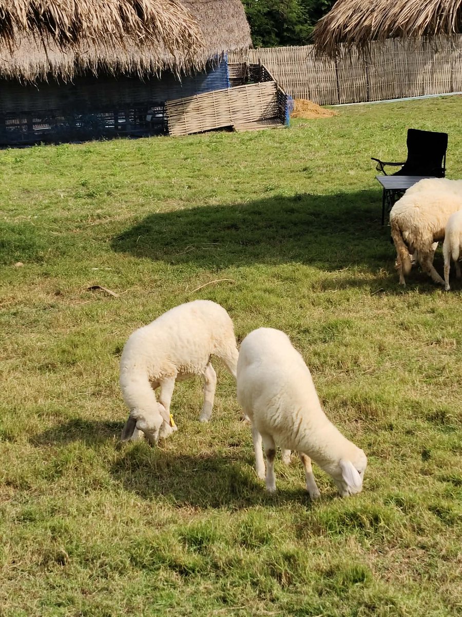 Daianhaa02's tweet photo. อยากอวดตอนไปเที่ยวชอบมาก🐑🌱🍃
เพื่อนมีรูปวิวสวยๆมาอวดกันมั้ยยย✨🙌🏻 https://t.co/tPK1gNbawp