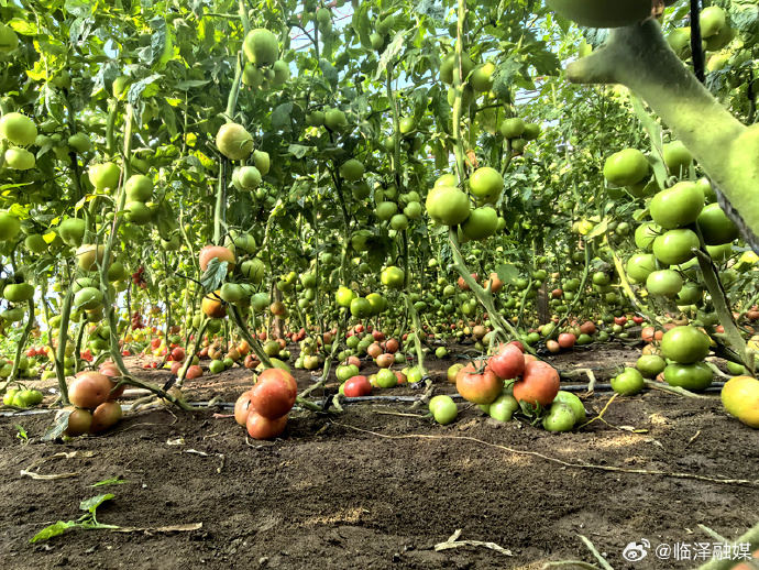 A_B_1975's tweet photo. Community garden harvest this Saturday 10AM at Maple Park! Free veggies + fun for all ages. Bring gardening gloves if you have them! https://t.co/Eq7g3vK2wC