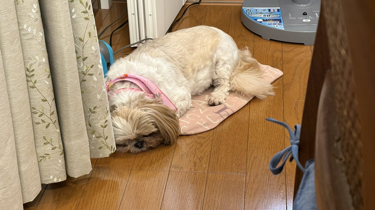 Perfocus270's tweet photo. Zzz... https://t.co/fidxGk7FRz