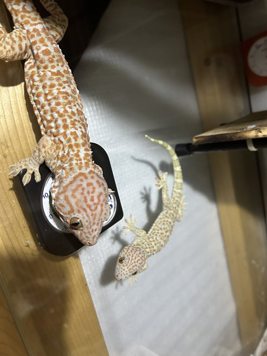 tumo8888's tweet photo. ブルー君とアルビノ親子

たまにはね https://t.co/1odNLLnmnZ