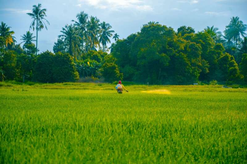 2026Adv12990's tweet photo. Pacific farmers are reviving traditional knowledge to tackle a changing climate read more: https://t.co/H8F7agNtuc To Know More Information About Adv. PSPB 2027 Visit Our Website: https://t.co/GhkmIHgomg #plantaddict #trees #plantlove https://t.co/zN28v45sMK