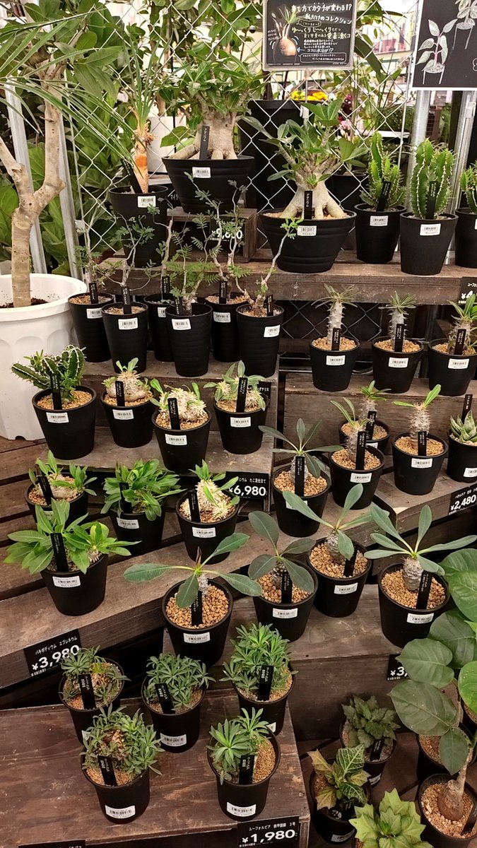 archive___93's tweet photo. たまに塊根植物やらユーフォルビア買ってたホームセンター久しぶりに行ったら強気のラインナップに変わってた。

まだこの辺りの植物を育てるスキルはない。 https://t.co/h77DJuC2Ct