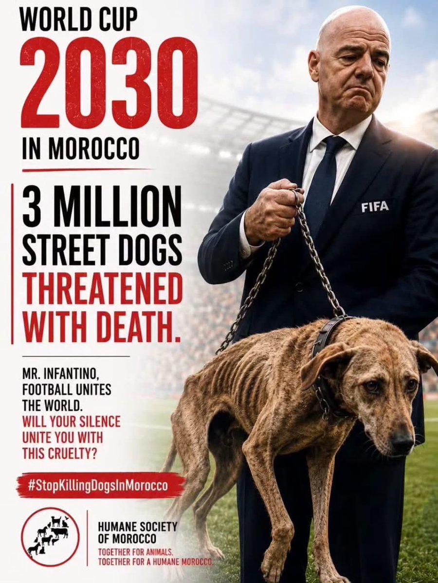 Protect_Wldlife's tweet photo. Another reason to boot Gianni Infantino out of FIFA: he’s sanctioned the killing of as many as 3 MILLION dogs in Morocco in the run up to the 2030 World Cup by saying absolutely NOTHING!

His silence is complicit 😡!

#FIFAWorldCup2030 #WorldCup #FIFA https://t.co/feDrozNKpC