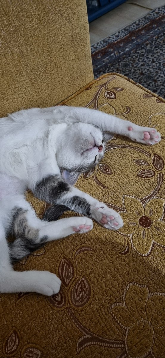 NurSarkun's tweet photo. @keyfipyIasimIar Bayılanlar😅 https://t.co/dPuzUhpys2