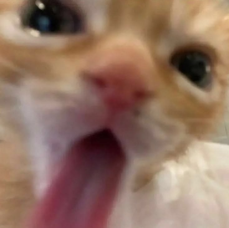 bbok_sil915's tweet photo. 나 앞으로 이 고양이 짤 대신 앙복이 혓바닥 쓸 것임 https://t.co/ma2aZ4nl0Q