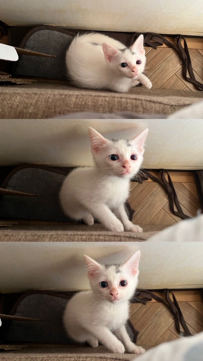 suda_masaki_a_'s tweet photo. 全然ワンピ関係なくてすいません🙇🏻‍♀️

2ヶ月の子猫の里親探してます
大切にしてくれる人がいたら連絡お願いします😭 https://t.co/CKFYb77el1