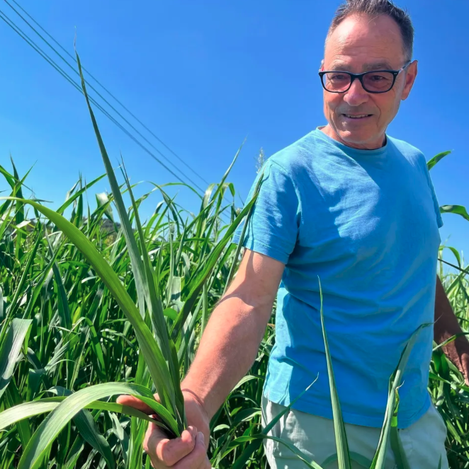 LMPositif's tweet photo. 🇲🇫 Cinq éleveurs de Drôme et d’Ardèche expérimentent le sorgho fourrager pour nourrir leurs bêtes, une plante venue d’Afrique qui résiste à la canicule. Contrairement aux prairies, elle pousse par 25 à 28 degrés. Avec quatre hectares, Frédéric peut nourrir ses 320 brebis pendant les deux mois d’été. Une alternative prometteuse face aux futures sécheresses.🌱 (France Bleu)

📸  Robin Montel