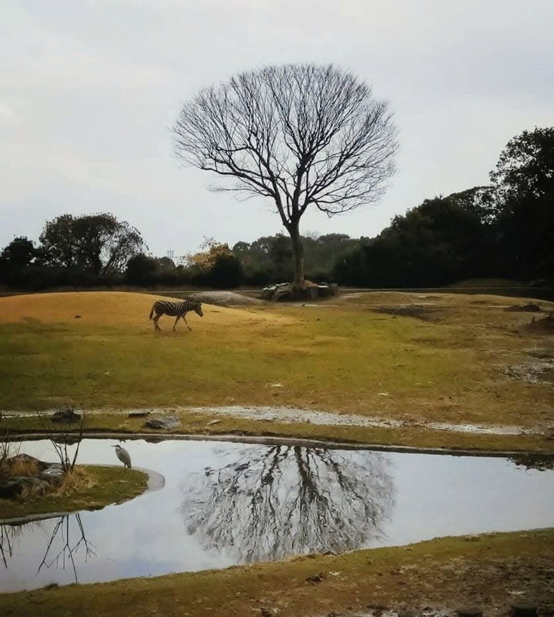 ShadMulkerui's tweet photo. 静寂が思考の輪郭を際立たせるような、そんな巡る時間の中にいます。ふと我に返る瞬間は不思議と饒舌なほどに雄弁で、内側で何かが静かに呼吸を繰り返しているようです。 https://t.co/VBhrjqErSf