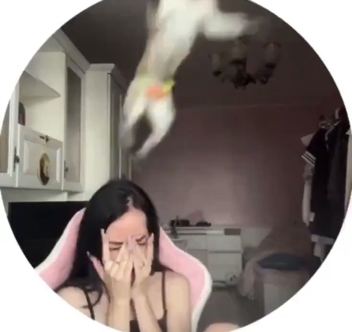 FaboisMe's tweet photo. @NoContextHumans Monkey was like this is my time to shine 
Also, is the monkey wearing a speedo?💀 https://t.co/0S9dClSS13