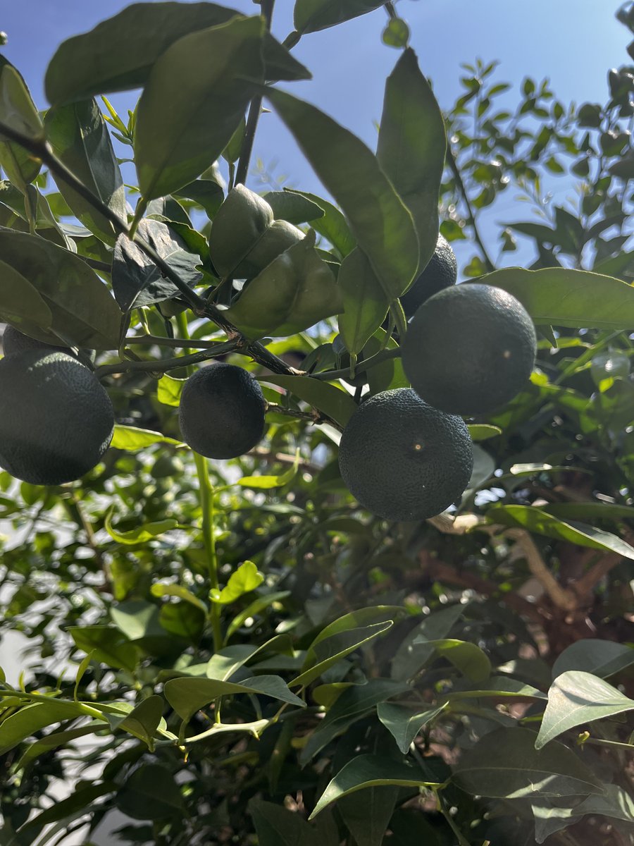 ya_ay_l's tweet photo. 旬を迎える酢橘🍋‍🟩
今日はハンバーグに絞って頂きました
お味噌汁に入れるのも◎
薄味にしても、香りで臭みを抑えたり、味を引き立ててくれる

最近、外食が多かって…楽で美味しいんやけど、塩分摂り過ぎになる😓
まぁ…家で作るときはヘルシー、でも美味しく！！を心掛けたい https://t.co/dWua5Yq2Vz