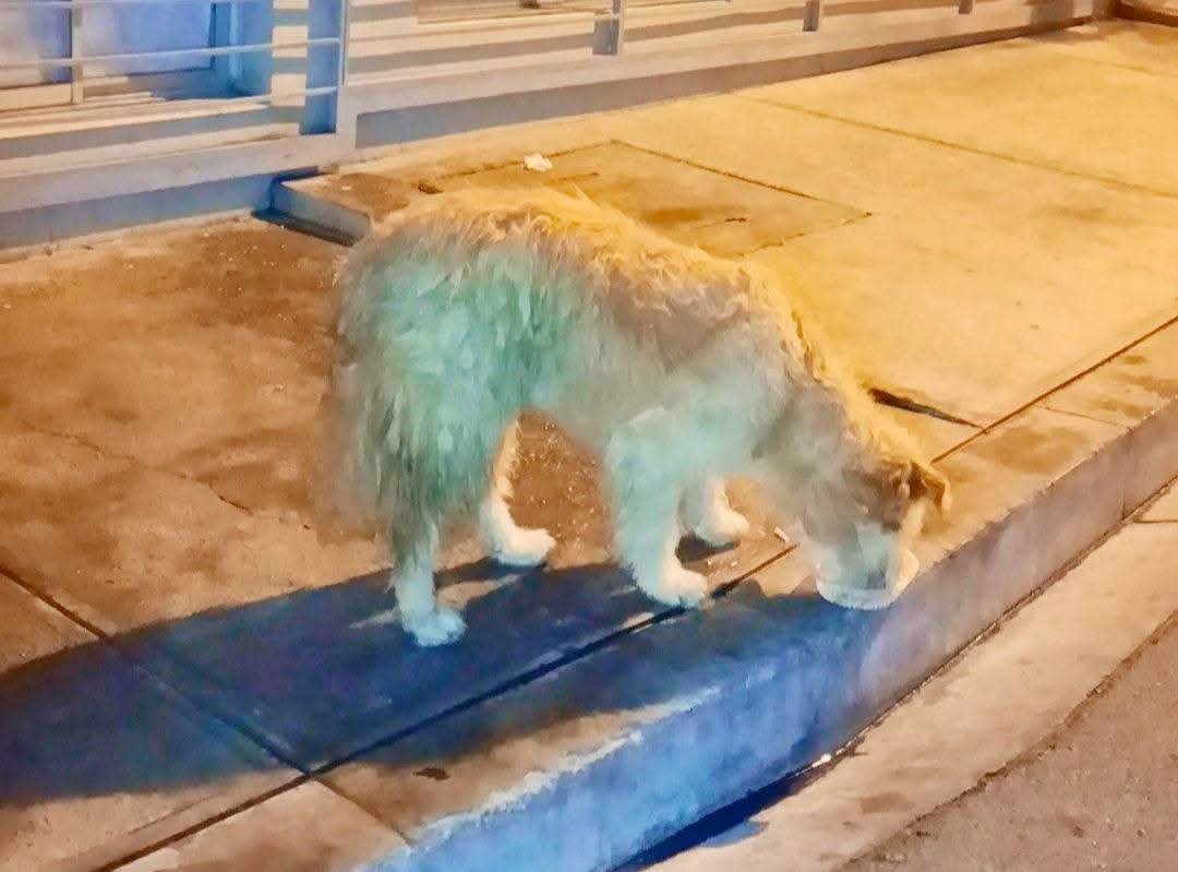 FernandoRuizSP's tweet photo. Salimos a las calles para compartir alimento con los perritos comunitarios que también sienten el frío. 🐾

Un poco de comida puede significar mucho. Seguimos promoviendo una ciudad más humana, donde cuidar y respetar a los animales sea compromiso de todos. https://t.co/6RtLbkCXWD