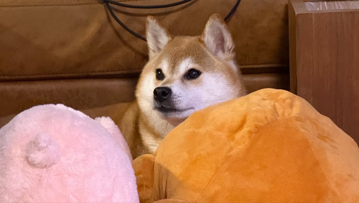 MAMEclassic's tweet photo. ぶたにく と とりにく のあいだ
#柴犬 https://t.co/7sHxunX89N