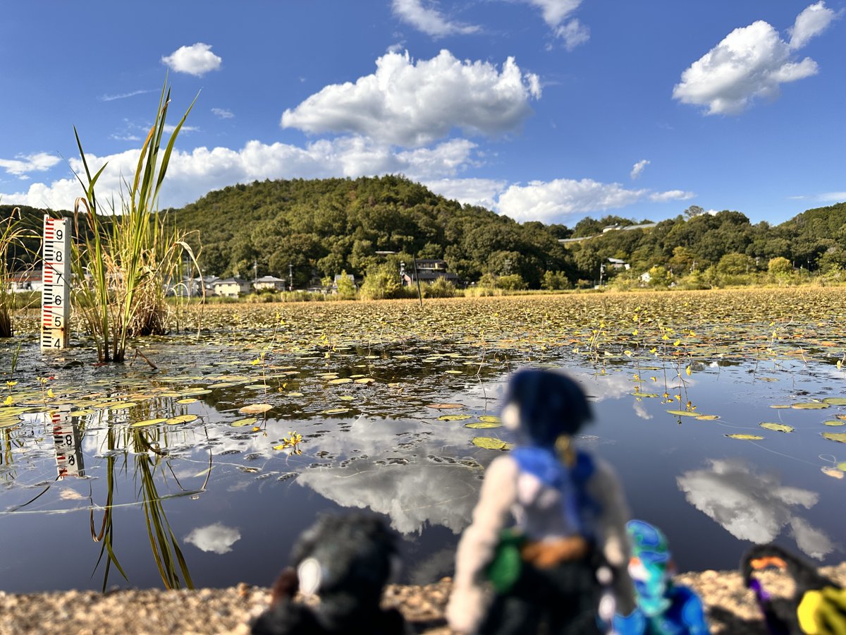 makinomituru's tweet photo. 日中いちど見てみたかった深泥池にいってきました
晴天もあって思ってた以上にいい景色で
アメンボは可愛かったし、多分はじめてのギンヤンマも見れました（撮れなかったけれど…） https://t.co/pO72mMOiHA
