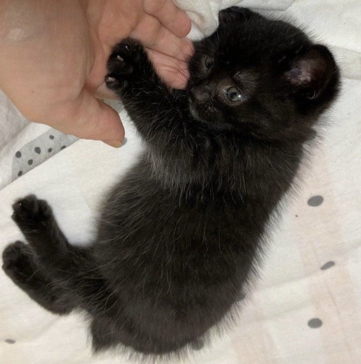 eummihk's tweet photo. 애착 인간이랑 더 놀고싶은 탯냥이,,,,,,,,,, https://t.co/UYhxtu939U