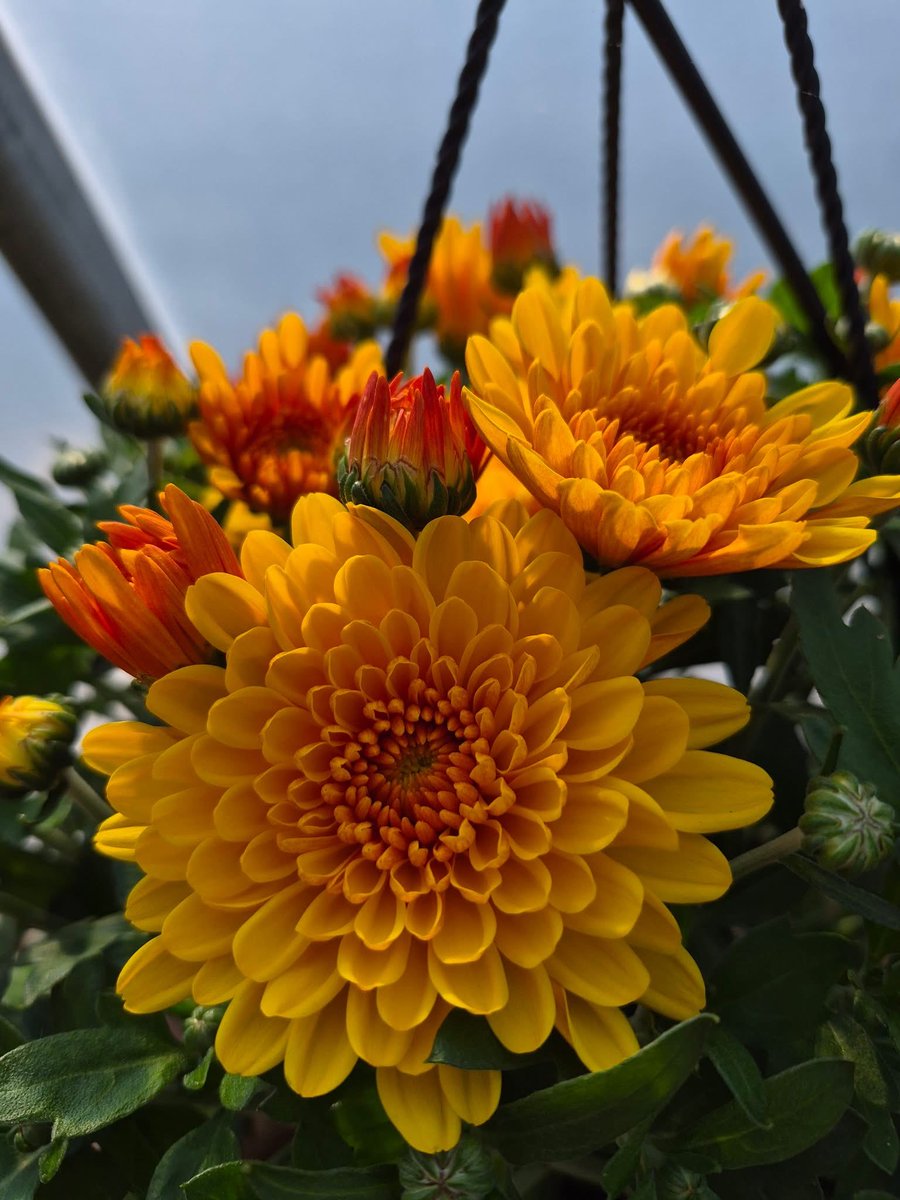 123murrey's tweet photo. 😲 IT'S HAPPENING, IT'S HAPPENING... stay calm, folks!!!! We spotted the first orange fall mum bloom of the season 🤭🌿🏵RiseandShine Nursery #Goulds #StJohns #NL 

Open daily 9am to 5pm! See you here. 
📍829 Main Rd, Goulds
📲(709) 747-4463 https://t.co/bhFIX1JxBD