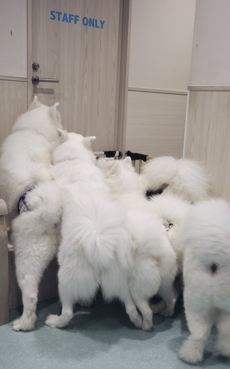 samoyed_cafe's tweet photo. 仲間がドアの向こうでシャンプーされてる時、おかえりをするためにみんな集まってきます https://t.co/C1dnQbKxbX