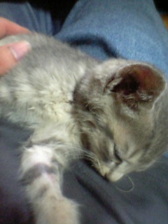 Fclover tweet picture