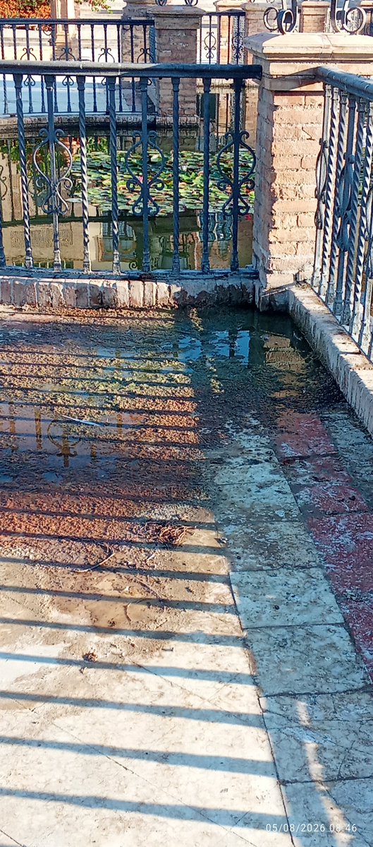 MartaGuadalupe's tweet photo. Espero q el vídeo refleje el estado en el q se encuentra el estanque de la plaza de América , por favor hagan algo antes de que reviente @Ayto_Sevilla https://t.co/x6FBkWmwf2