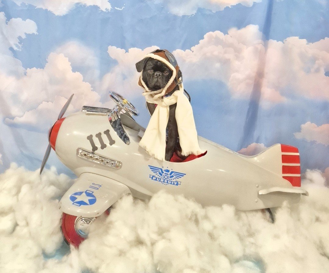 mommasboymushu's tweet photo. Happy #WontLookWednesday pals. It's #NationalAviationDay . This was my #airplane PHOTO SHOOT @BGrassPugfest 2026. TOP GUN HERE I COME! #Dogsoftwitter #dogsofx #LearningToFly #PugPilot #Zinny #puglife https://t.co/K3GZhBFHFX